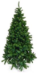 Δέντρο Νορμανδία